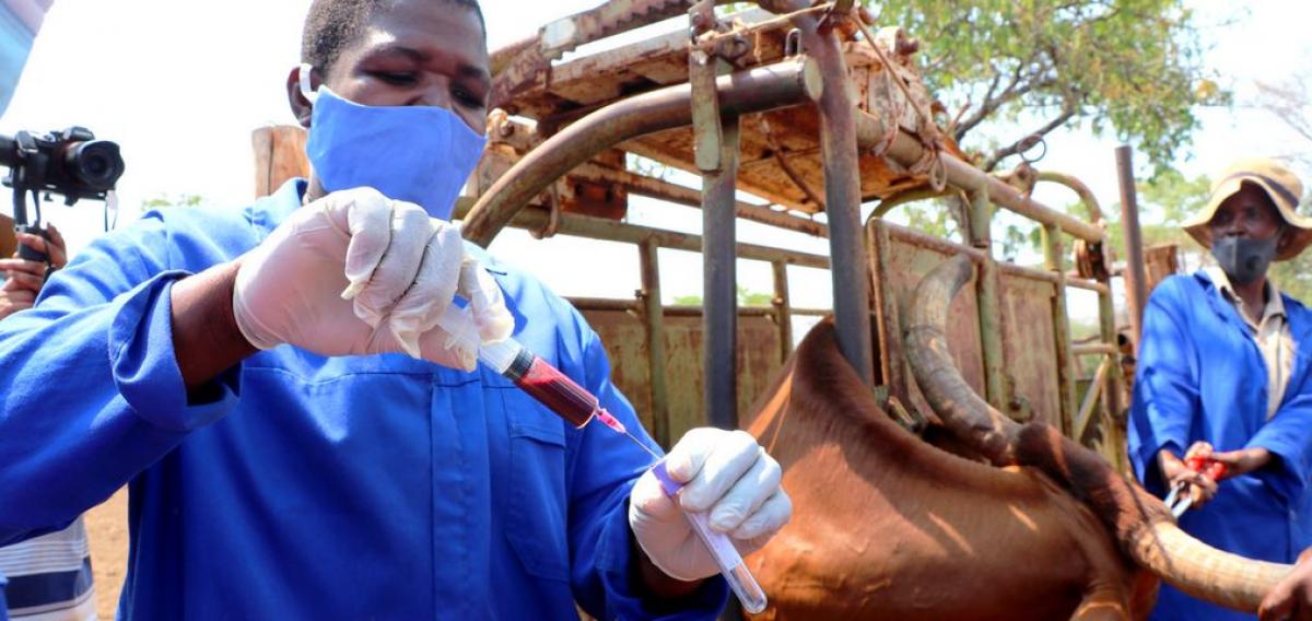 Des prélèvements sanguins sont effectués sur le bétail pour étudier la theilériose bovine © A. Jimu, projet CAZCOM, IRD-Cirad